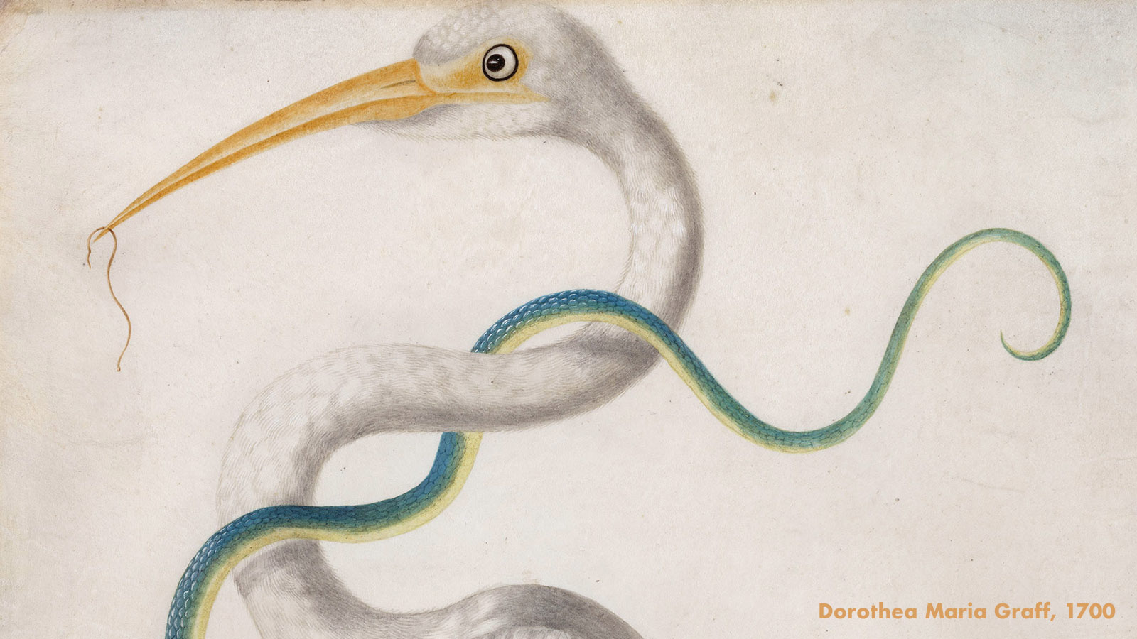 Painting of a heron and a snake, painted by Maria Sibylla Merian in 1700.